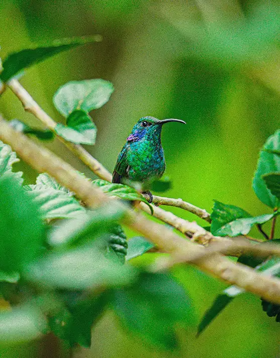 Hummingbird at Monte Totumas in La Amistad International Park, Chiriqui Province, Panama